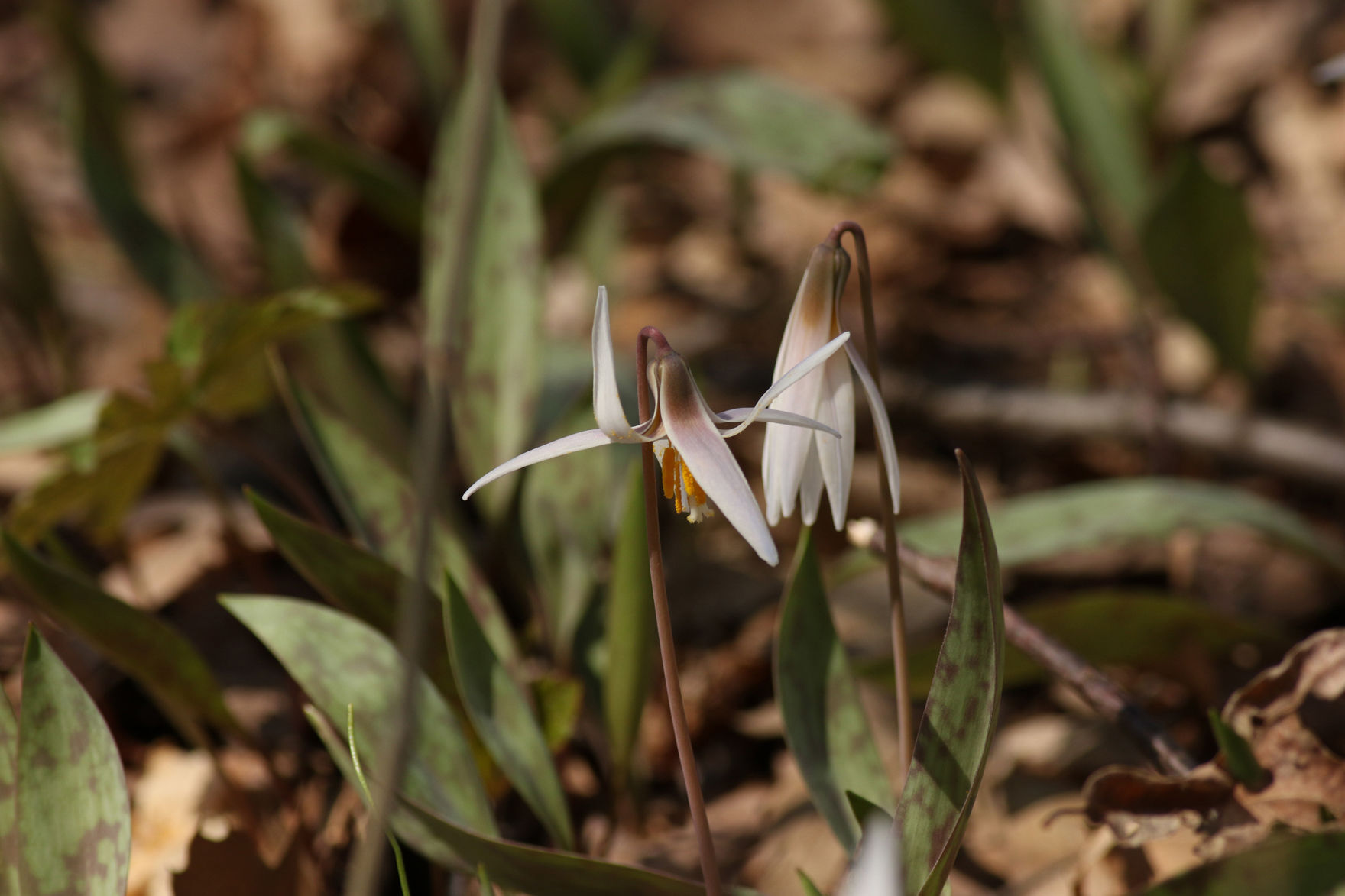 042421-kn-en-photooftheday